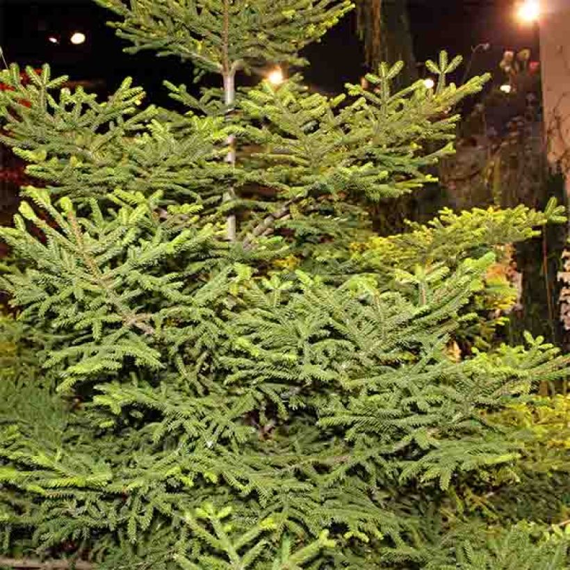 Sapinette - d'OrientPicea orientalis Gracilis                       (Plant habit)