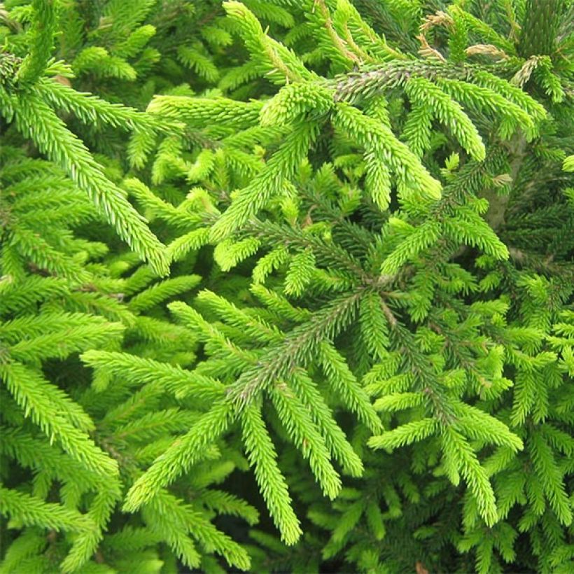 Picea orientalis Kenwith - Sapinette d'Orient                         (Foliage)