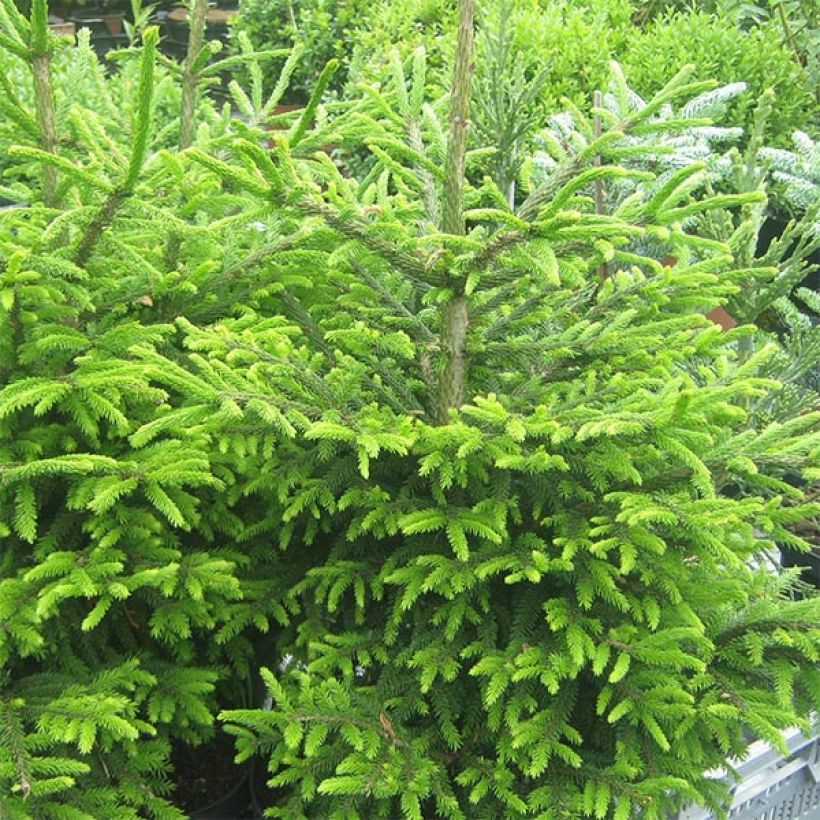 Picea orientalis Kenwith - Sapinette d'Orient                         (Plant habit)