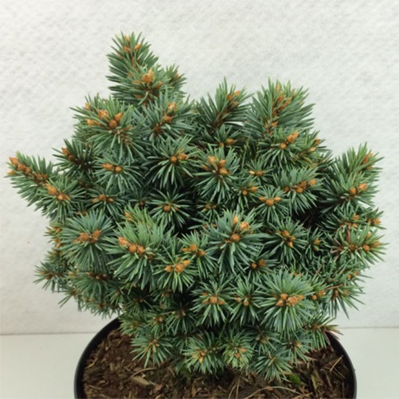 Picea pungens Brynek - Epicea bleu                           (Plant habit)