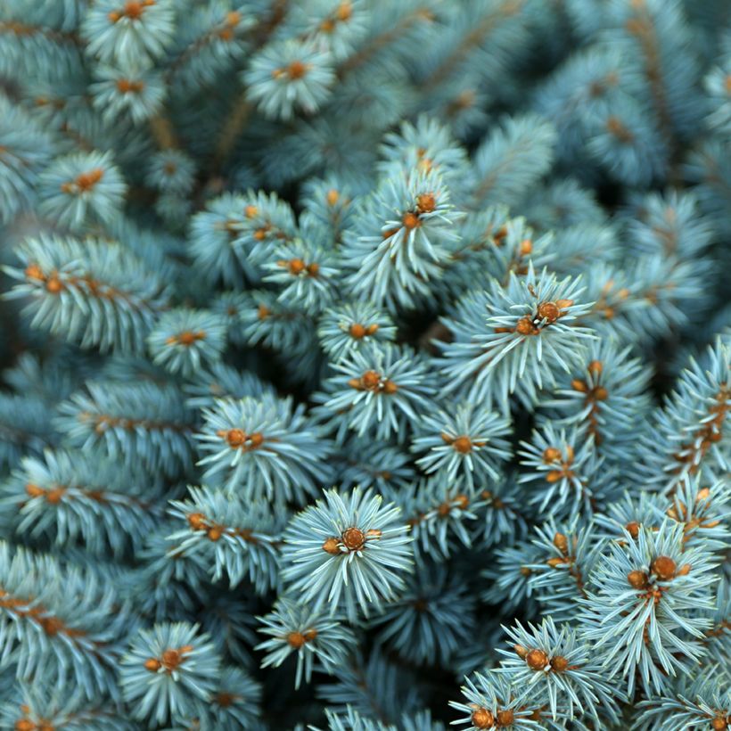 Epicéa bleu - Picea pungens Tokarz (Foliage)
