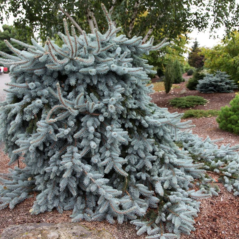 Epicéa bleu - Picea pungens Glauca Pendula (Plant habit)