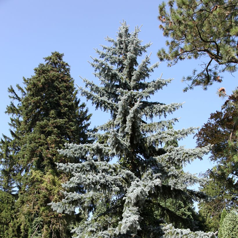 Epicéa bleu du Colorado - Picea pungens (Plant habit)