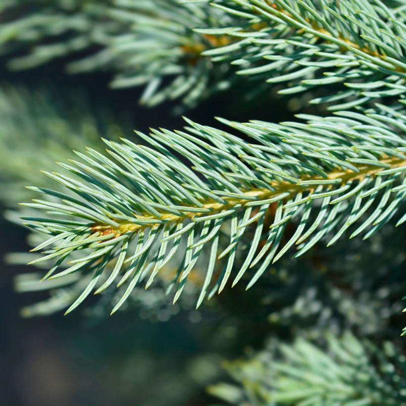 Epicea bleu - Picea pungens Iseli Fastigiate                   (Foliage)