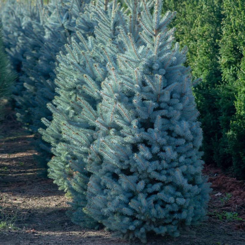 Epicea bleu - Picea pungens Iseli Fastigiate                   (Plant habit)