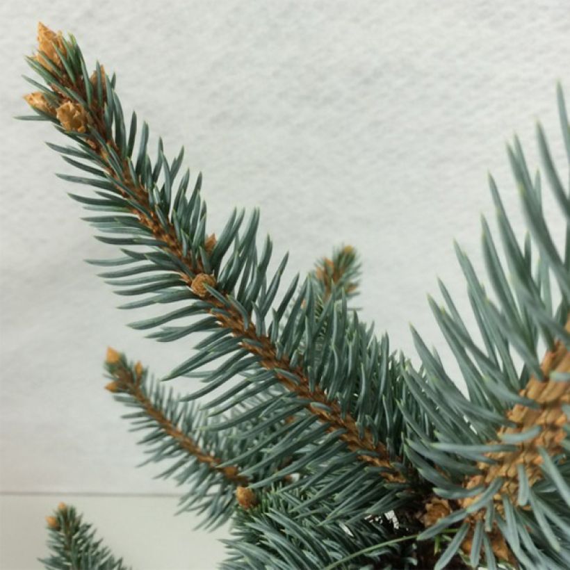 Picea pungens Iseli Foxtail - Epicea bleu                  (Foliage)