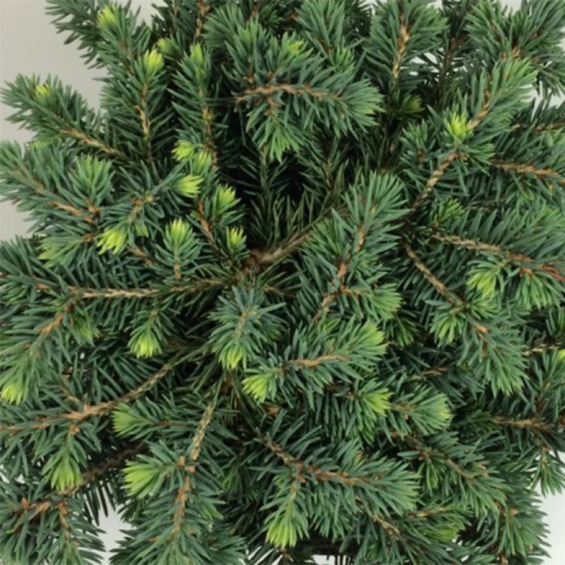 Epicea bleu - Picea pungens Kuba                               (Foliage)