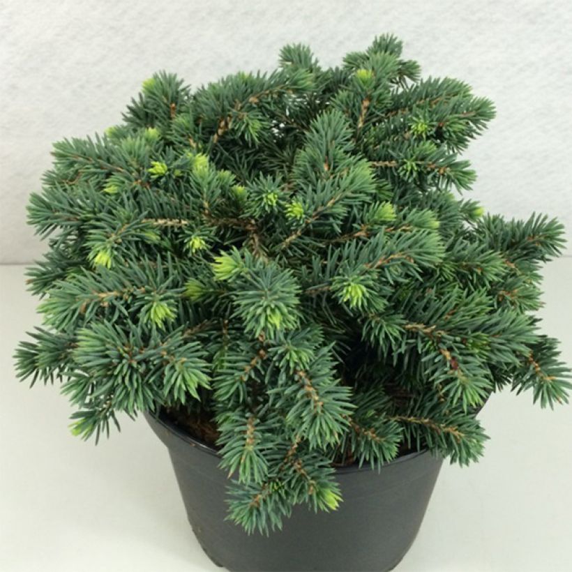 Epicea bleu - Picea pungens Kuba                               (Plant habit)