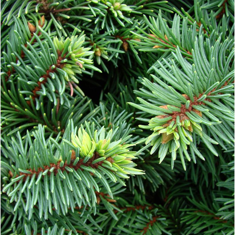 Épicéa bleu - Picea pungens Mrs Cesarini (Foliage)