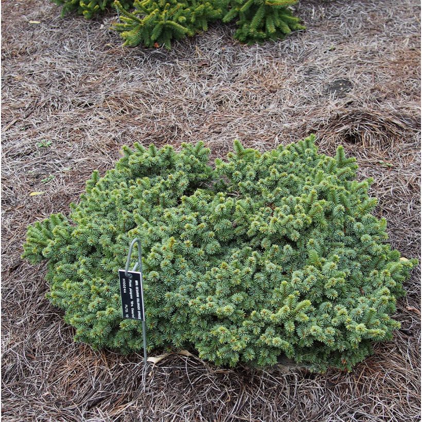 Épicéa bleu - Picea pungens Mrs Cesarini (Plant habit)