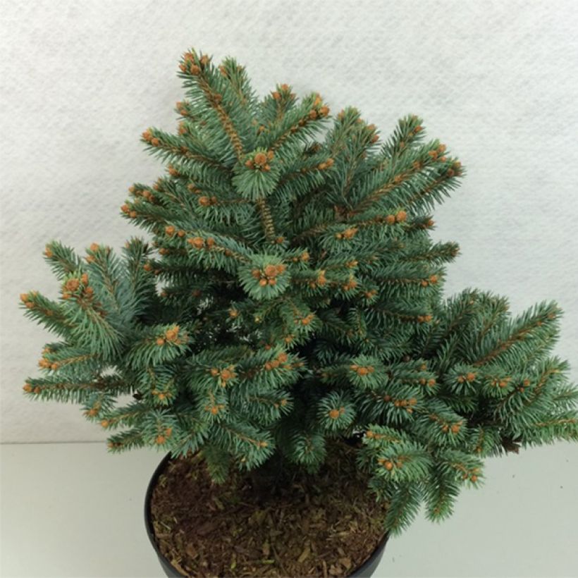 Epicea bleu - Picea pungens Thuem                             (Plant habit)