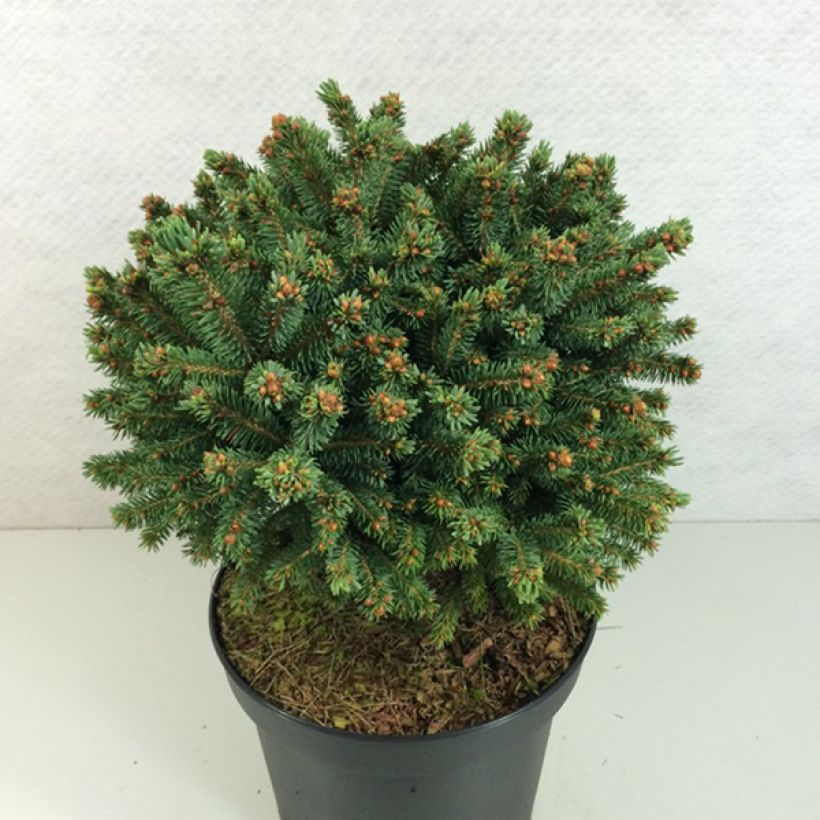 Epinette rouge - Picea rubens Grandfather Mountain                (Plant habit)
