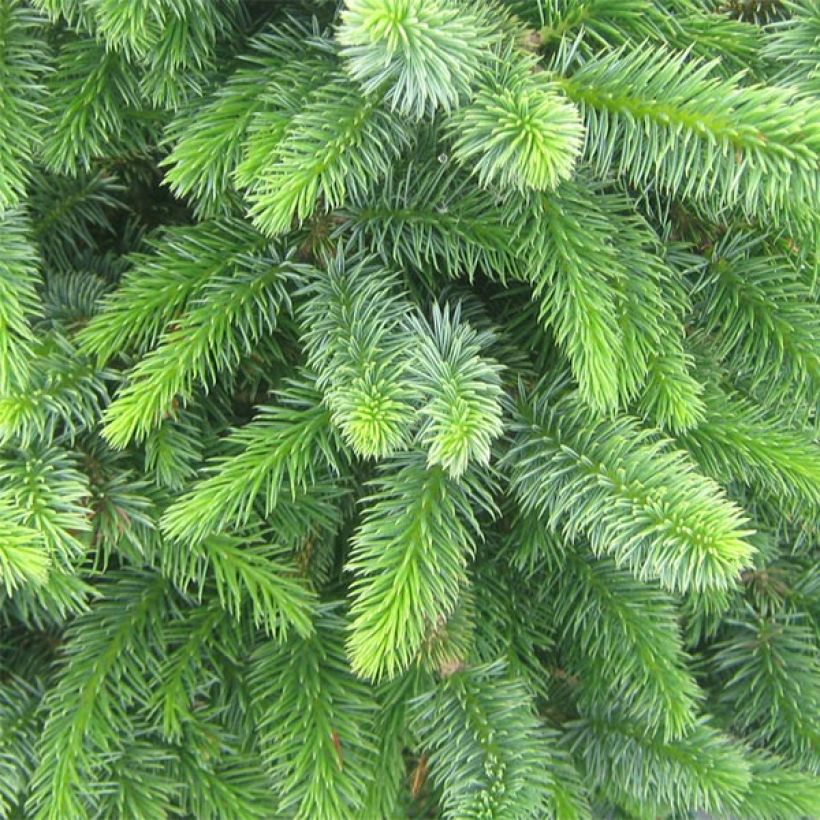 Picea sitchensis Sugarloaf - Epicea de Sitka                     (Foliage)