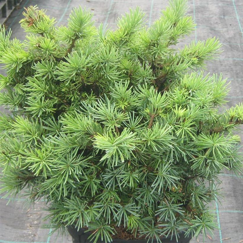 Picea sitchensis Sugarloaf - Epicea de Sitka                     (Plant habit)