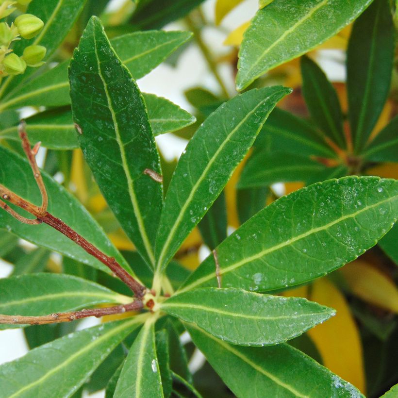 Pieris japonica Debutante - Andromède du Japon (Foliage)