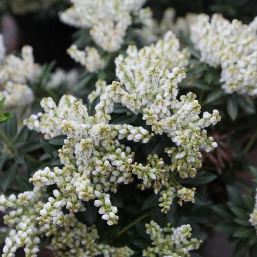 Pieris japonica Debutante - Andromède du Japon (Flowering)