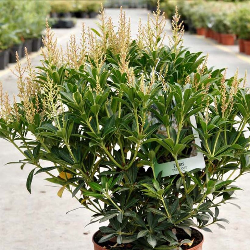Pieris japonica Debutante - Andromède du Japon (Plant habit)