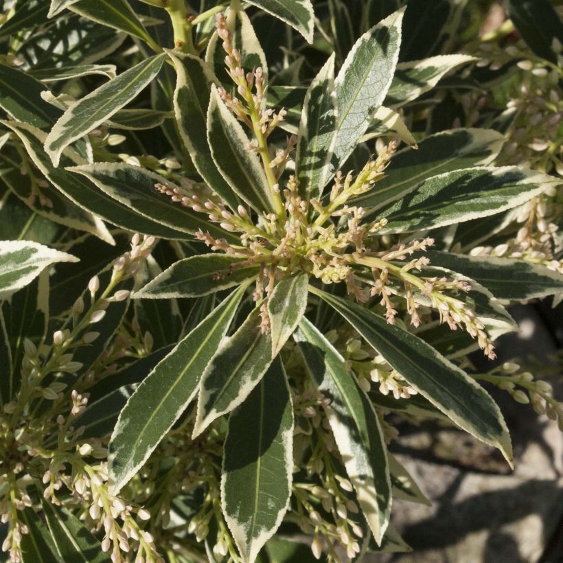 Andromède du Japon - Pieris japonica Flaming Silver (Foliage)