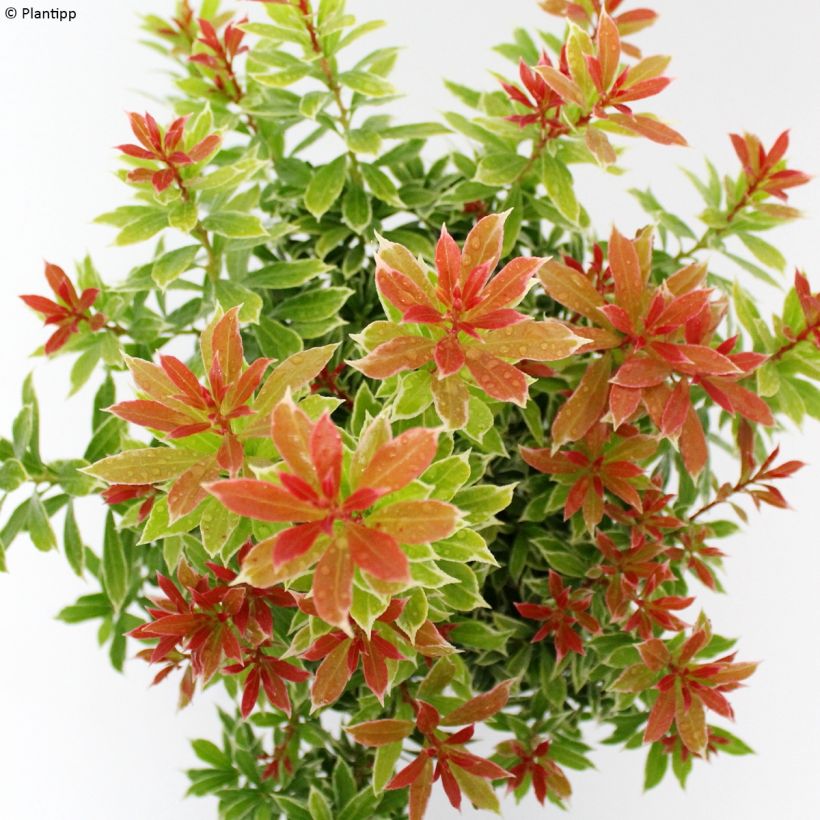 Andromède du Japon - Pieris japonica Little Goldy (Foliage)