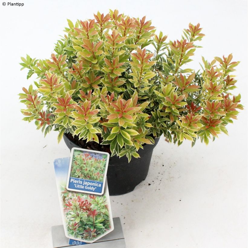 Andromède du Japon - Pieris japonica Little Goldy (Plant habit)
