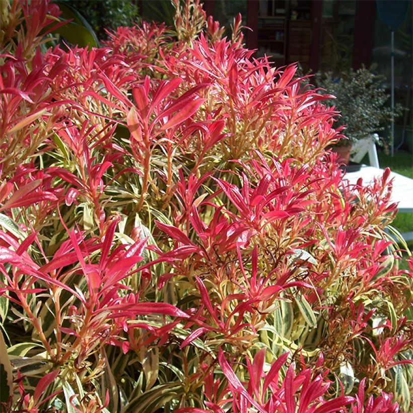 Andromède du Japon - Pieris japonica Little Heath (Plant habit)