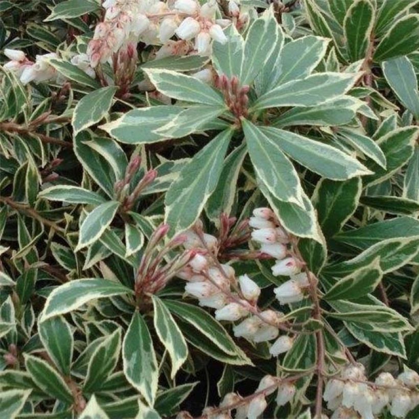 Andromède du Japon - Pieris japonica Little Heath Variegata (Flowering)