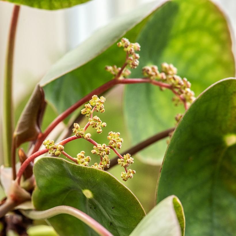 Pilea peperomioides (Flowering)