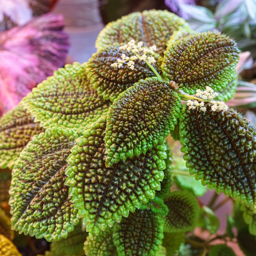 Pilea Moon Valley (Foliage)