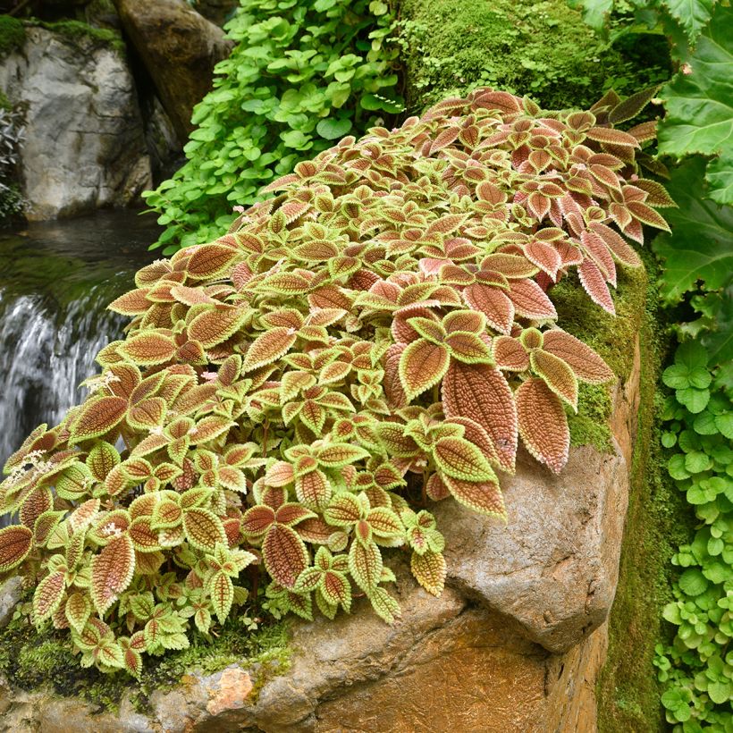 Pilea Moon Valley (Plant habit)