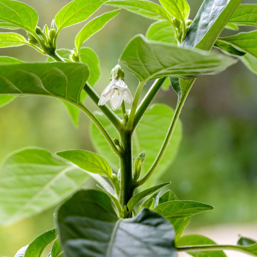 Piment Krakatoa - Capsicum annuum (Flowering)
