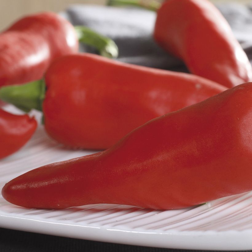 Piment d'Espelette - Piment Basque Gorria (Harvest)