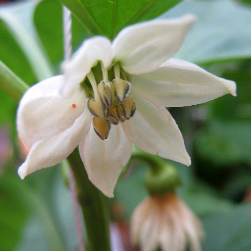 Piment de Cayenne Impala - Capsicum frutescens en plant (Flowering)