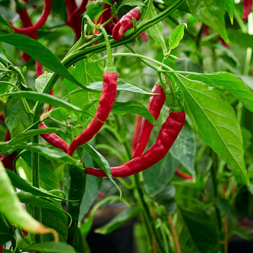 Piment doux très long des Landes en plants   (Harvest)