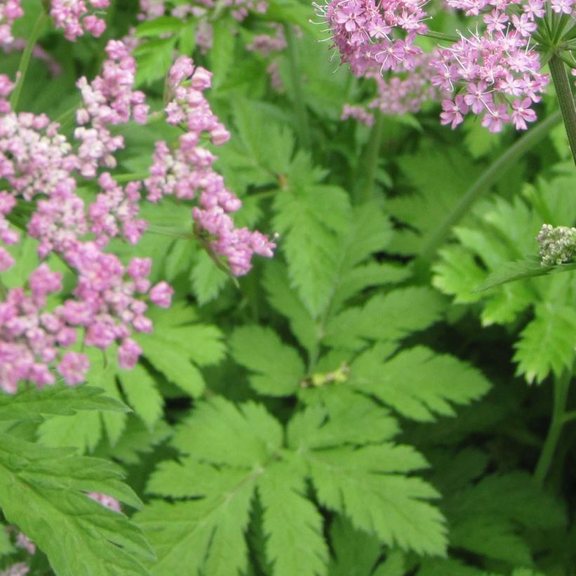 Pimpinella major Rosea - Grand boucage (Foliage)