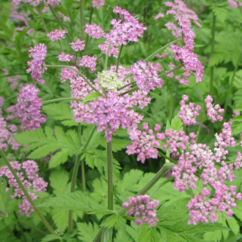Pimpinella major Rosea - Grand boucage (Flowering)