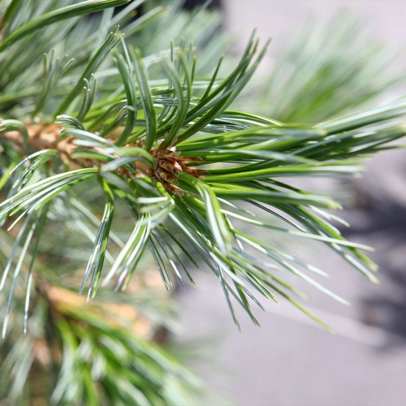 Pin - Pinus flexilis Vanderwolf's Pyramid (Foliage)