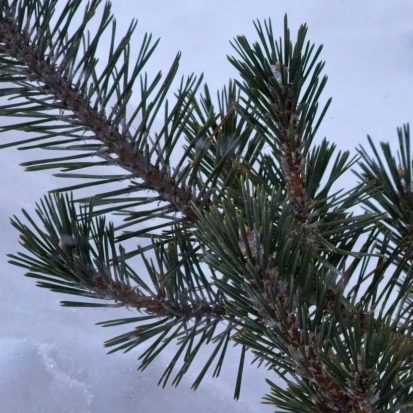 Pin noir du Japon - Pinus thunbergii Kotobuki (Foliage)