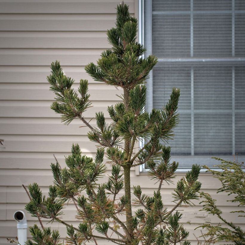 Pin noir du Japon - Pinus thunbergii Kotobuki (Plant habit)