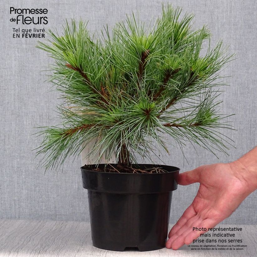 Example of Pin Weymouth - Pinus strobus Blue Shag Pot de 2L/3L as you get in automne