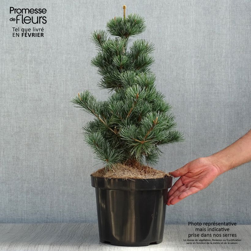 Example of Pin blanc des japonais - Pinus parviflora Tempelhof Pot de 7,5L/10L as you get in automne