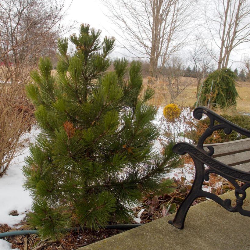 Pin de bosnie - Pinus heldreichii (leucodermis) Compact Gem (Plant habit)