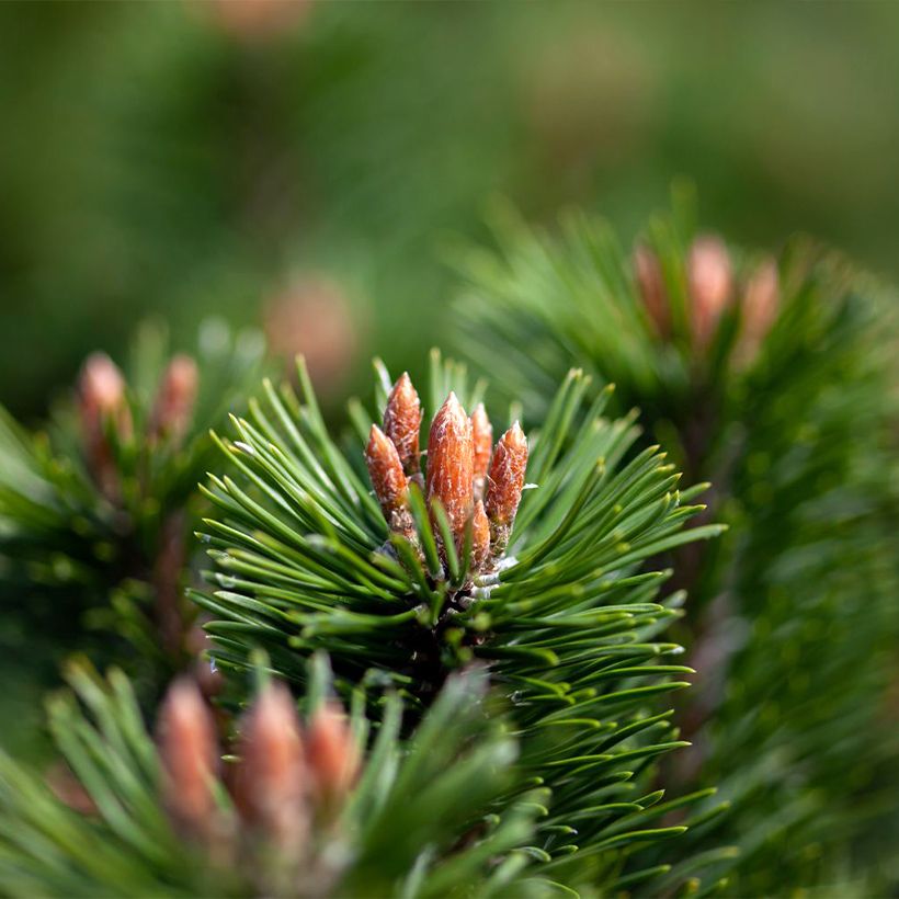 Pin de montagne - Pinus mugo Mumpitz (Foliage)