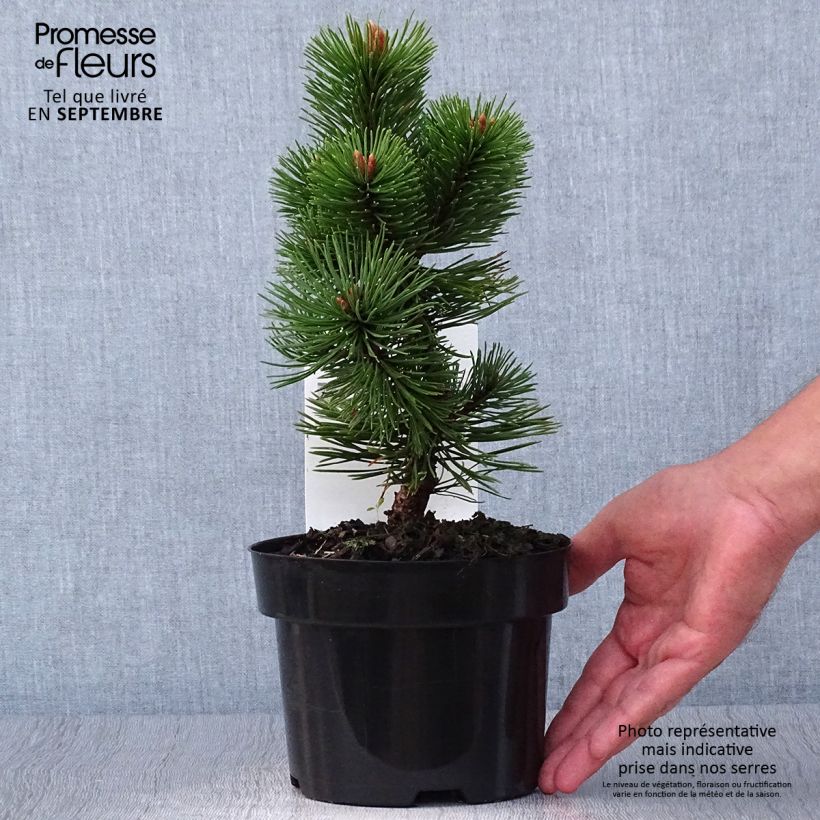 Example of Pin de montagne - Pinus mugo Mumpitz Pot de 2L/3L as you get in automne