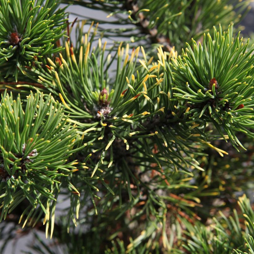 Pin de montagne - Pinus mugo Carsten's Wintergold (Foliage)