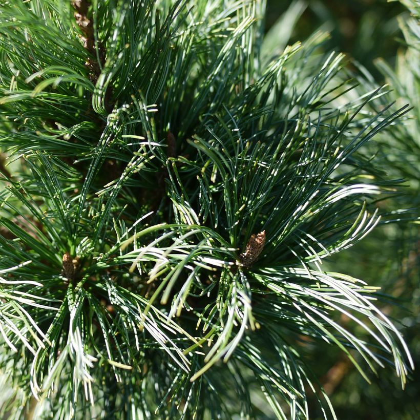 Pin nain de Sibérie - Pinus pumila Glauca (Foliage)