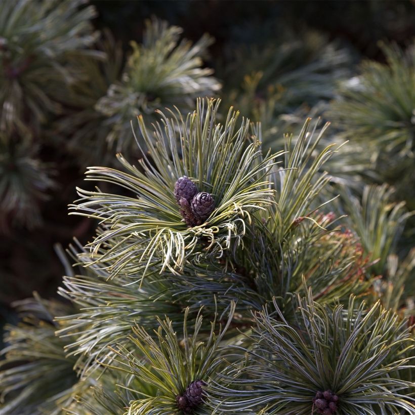 Pin nain de Sibérie - Pinus pumila Glauca (Harvest)