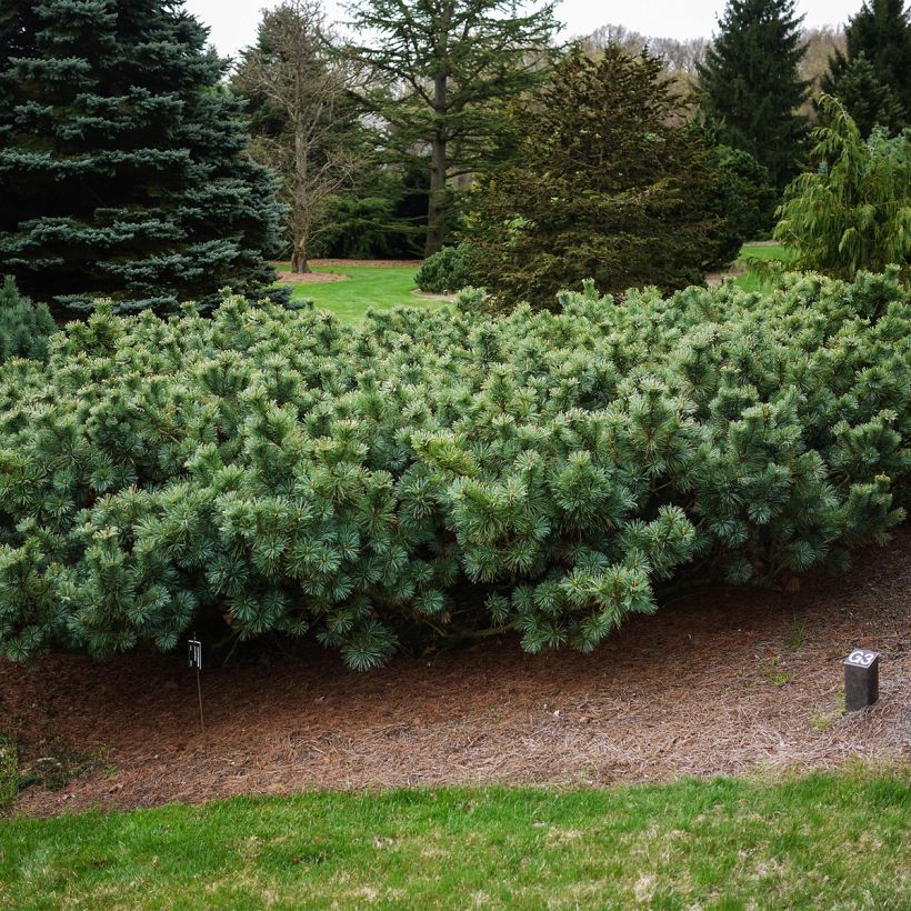 Pin nain de Sibérie - Pinus pumila Glauca (Plant habit)