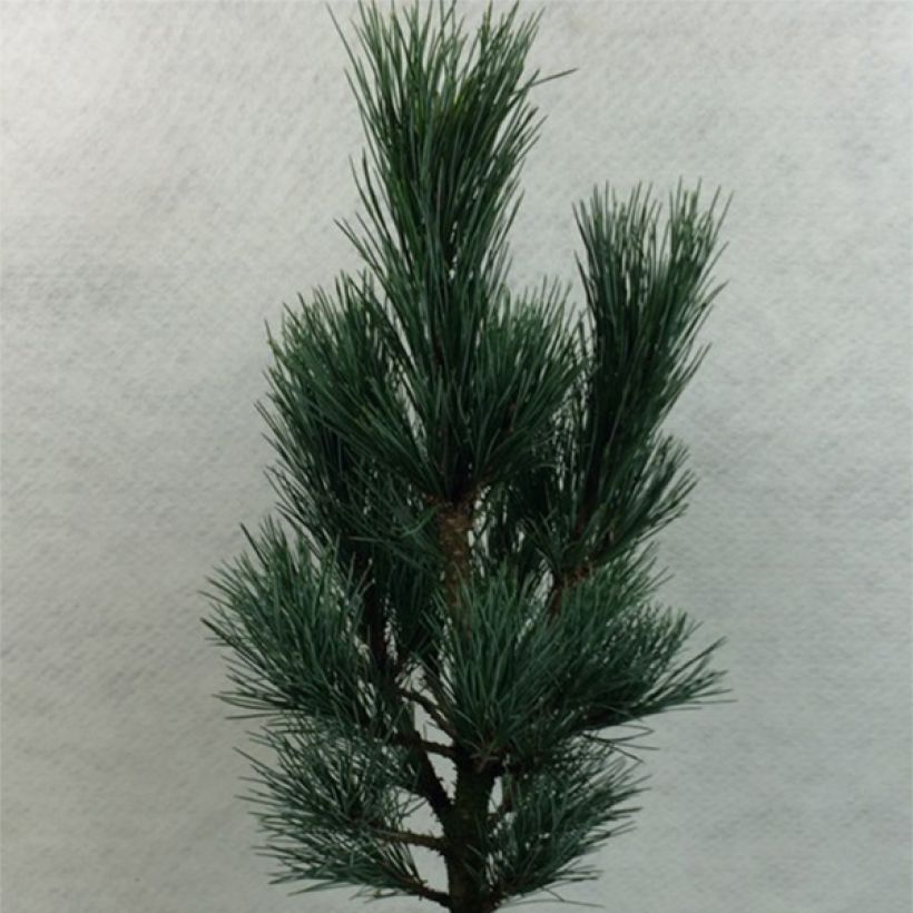 Pin cembro nain - Pinus cembra Compacta Glauca                   (Plant habit)