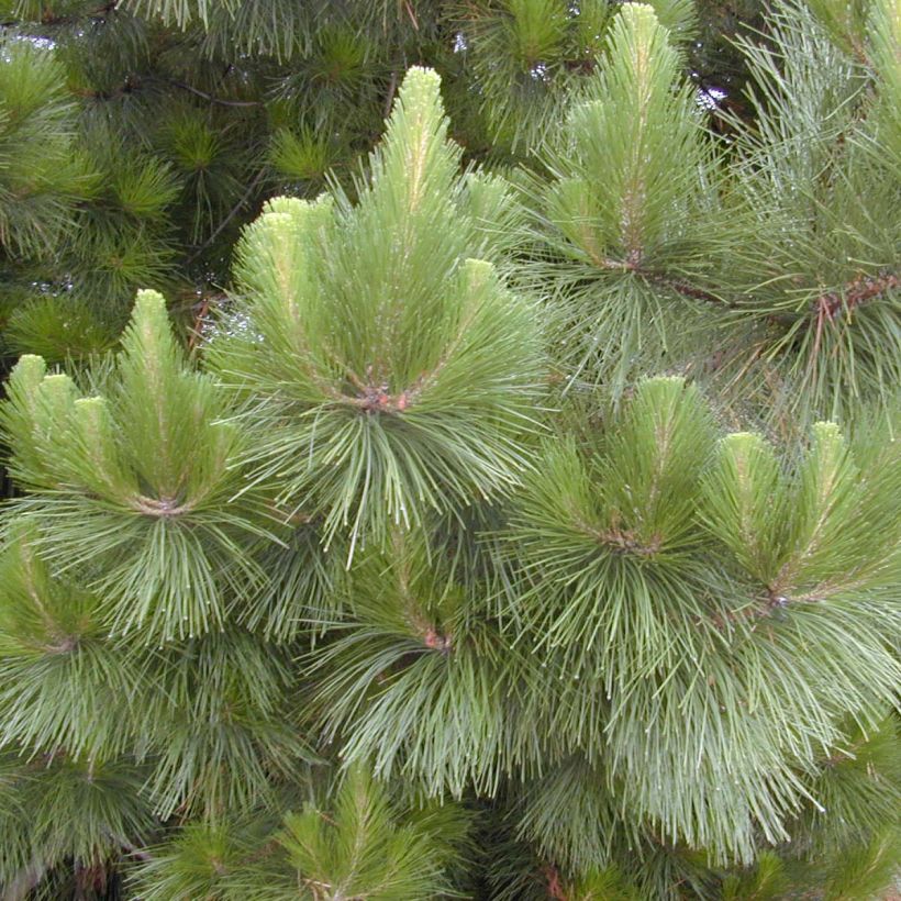 Pinus insignis (radiata) - Pin de Monterey (Foliage)