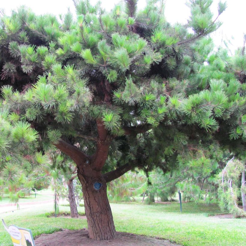 Pinus insignis (radiata) - Pin de Monterey (Plant habit)
